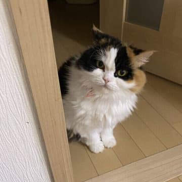 「帰宅時のお出迎え」「チョイチョイ」一見“あいさつ”に見える猫の行動の真意とは｜専門家解説