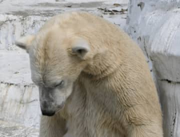 「じわじわくるw」大阪・天王寺動物園のホウちゃんが見つめる先とは？　哀愁漂う姿にSNS200万PV超！