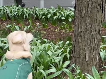 散歩中、木に向かって尻尾を振る愛犬　視線の先にいたのは…？