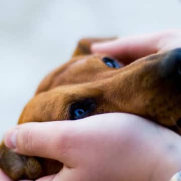犬にNGな『アイコンタクト』4選　愛犬に恐怖心を与えてしまうことも…愛情を伝える方法まで