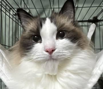 猫が寿司を握ってる！？Xで話題沸騰！猫の手元がプロすぎるとツッコミの嵐「握ってるのは夢か寿司か」