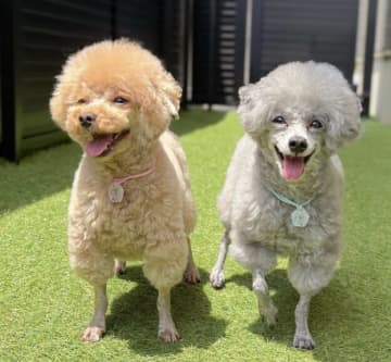「女子と男子の温度差が凄すぎるw」ワンコ3匹の水遊び写真が話題に！水遊びに現れた犬の本音「性格出すぎでしょ」