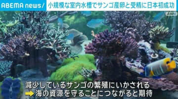 日本初 室内水槽でサンゴの産卵と受精に成功