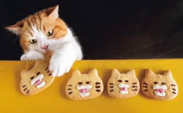 見るだけで幸せになれる「SNSで人気のねこ」大集合！【最新号からちょっと見せ】