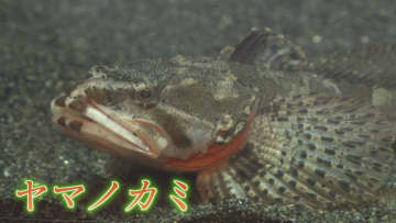 絶滅危惧種「ヤマノカミ」 水族館で初の繁殖に成功 卵守り続けたのは「父」 稚魚誕生と共に命尽きる【福岡発】