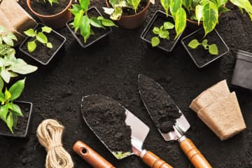 絶対庭に植えてはいけない植物ランキング10選…後悔する花草と木の特徴とは