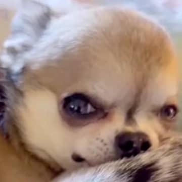ある日突然『犬が倒れて心停止』してしまい…家族が繋いだ『命のリレー』が奇跡だと46万再生「すごすぎる」「頑張ったんだね」と称賛の声