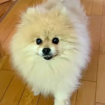 出かける前、犬に『だる絡み』してみた結果…思った以上に『辛辣な態度』と『悲しすぎる結末』が325万再生「笑い止まらんｗｗ」と爆笑の声