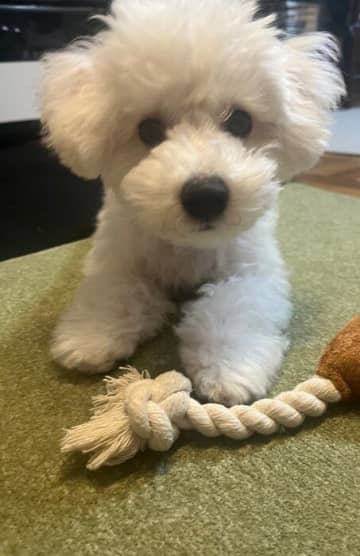 「何も知らない純粋なパピー」という印象だった生後4カ月のビション・フリーゼ子犬→1年後、毛量が増えて大きくなり「宝物のような存在」に成長！