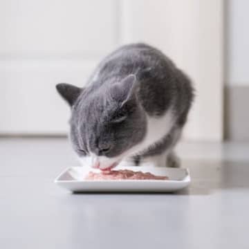 『酸化したキャットフード』が危険な3つの理由　劣化具合をチェックする方法は？