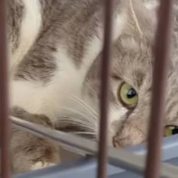 後ろ足を引きずって逃げた『穴に落ちていた猫』→保護した結果…まさかの『結末』に涙する人が続出「泣けてきちゃった」「愛情に感動した」