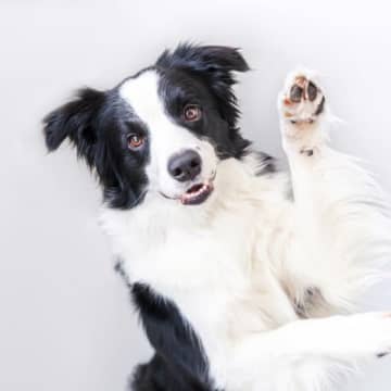 『お利口すぎる犬』の飼い主が悩むこと5つ　賢すぎるが故の問題点まで解説