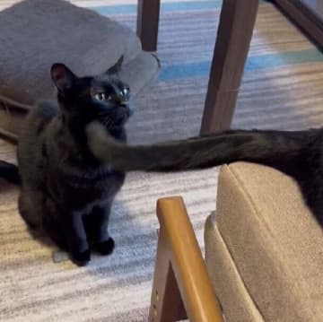 なでられ待ちをする猫の目の前でぬるぬる動くしっぽ！ 元保護猫たちのじゃれ合いがかわいい