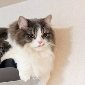 ステップに乗っている猫→『お腹』を見てみたら…思わず撮影した『可愛すぎる瞬間』が76万表示「フォンデュ待ったなし」「溶けるチーズ」