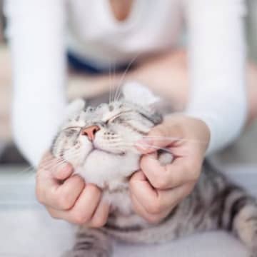 猫を愛でながらできる『お顔まわりの健康チェック』3選　見るべきポイントを解説