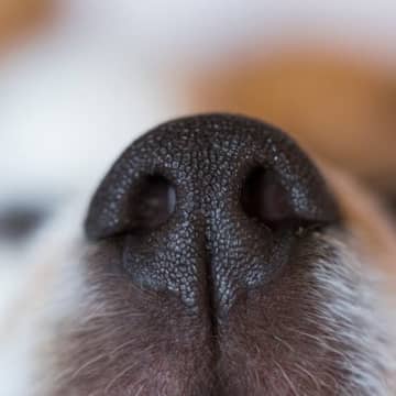犬が『鼻をフンフンと鳴らす』心理とは？5つの気持ちと飼い主の応え方とは