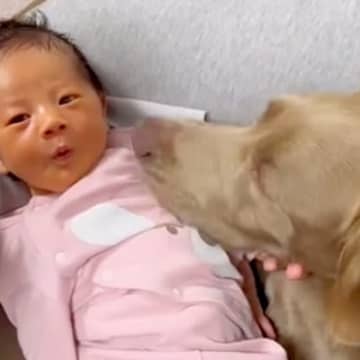 大型犬が暮らす家に赤ちゃんが誕生→寝不足になりながらも…『少しずつ縮まっていく距離』に感動「泣けてきた」「本当に優しい、素敵」と3万再生