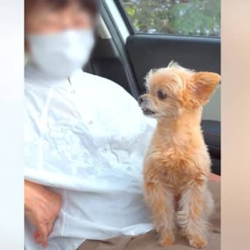 おばあちゃんのことが世界で1番大好きな犬→一緒に遊んでお別れの時に…切なくも愛おしい行動が75万再生「癒やされた」「微笑ましい」と絶賛