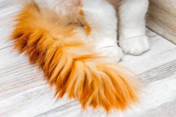 谷崎潤一郎の『客ぎらい』あらすじ紹介。猫のしっぽが欲しいと願った理由とは？