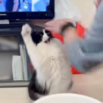 猫がプロのトリマーと遊んだら…想像以上に手も足も出ない『まさかの光景』が305万再生「情けない感じで鳴いてるの可愛いｗ」「悔しそうｗ」