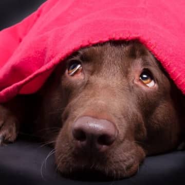 『不安を感じやすい犬』の特徴４つ　繊細な性格のワンコがみせるサインから落ち着かせる方法まで