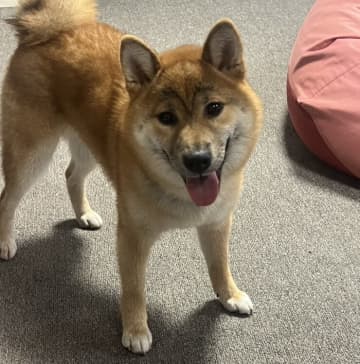 見た瞬間「両さん」確定！？謎の貫禄を放つ柴犬がXで爆伸び中　「こんな顔されたら無罪」「どう見てもこち亀」との声