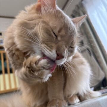 部分ケアに大活躍！　“蒸しタオル”でできる猫の爪・あご・お尻のケア方法とは　｜専門家解説