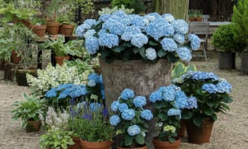 紫陽花×デンマークの感性が織りなす、箱根の特別な庭園｜カフェ＆散策が楽しい夏の1日