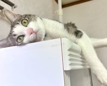 「支度中にこれされると…無理」飼い主の手を止める猫動画が話題に！メイク中断必至の瞬間「これが“ぬこ様圧力”か」