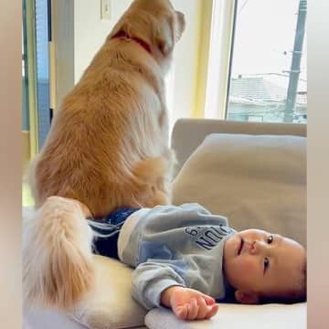 ソファで転がる小さな男の子→大型犬がうっかり『足の上におすわり』してしまった結果…想像と違った『尊い反応』に「癒やされるコンビ」の声
