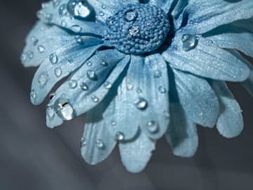 雨に濡れた『青いガーベラ』　美しすぎる花の正体に「そう来たか！」