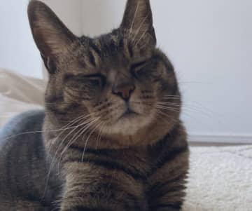全飼い主に注意喚起ーーエアコン無視して日光浴、猫の"逆サウナ生活"は熱中症リスク大　夏の行動に要注意の声続出