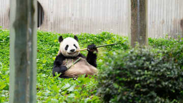 パンダのリーリー、草むらに座って竹を堪能　中国四川省