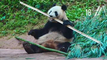 パンダのシンシン、豪快な食べっぷり