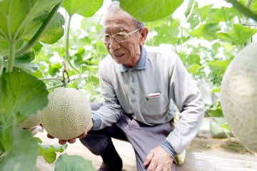 一つの苗木に一つだけ…幻のメロン、まもなく出荷へ　川崎・宮前の特産「宮前メロン」