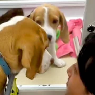 『生後５ヶ月で売れ残っていた犬』を飼った結果…１年後→様々な困難を乗り越えた光景』が24万再生「幸せそうな顔」「優しい家族で素敵」と絶賛
