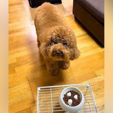 『よし』と言ってもご飯を食べない犬→なぜか『チョキチョキ』と言うと…まるでコントな『謎のこだわり』が69万再生「無理かわいいｗｗ」と爆笑