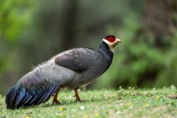 餌を探すチベットシロミミキジ　中国西蔵自治区