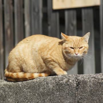 野良猫の減少に思うこと…「地域猫」の広がりの一方で、生粋の日本猫はどんどん減っていく【ワンニャンのSOS】