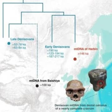 ハルビン古人類がデニソワ人と特定、東アジア古人類の進化史解明へ