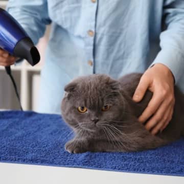 お風呂上がりの濡れた猫を『うまく乾かすための方法』3つ　なるべく手早くすますテクニックとは？