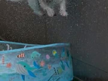 愛犬のためにプールを出すと…　まさかの光景に「そうやって遊ぶんかい！」