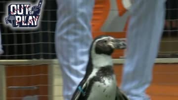 「デコピンのライバル」「めっちゃかわいい」　MLB始球式に登壇した“前代未聞”の動物にファン沸く