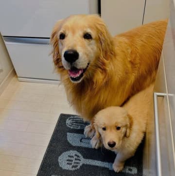いつも先住犬のあとをくっついていたゴールデンの子犬、1年半後には→「相変わらず」な姿が微笑ましい！