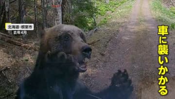 長野・軽井沢を運転中に「クマー！」ツキノワグマの親子3頭が　運転中に遭遇したらどう対処する？「食べ物与えるのは絶対ダメ」