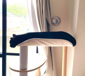キャットタワーで眠る黒猫の“つるん”とした姿が話題に！　「猫以外のものに見える」と大喜利状態に