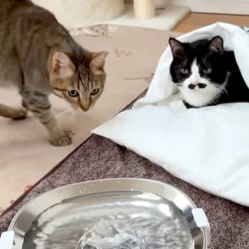 “センサーで水が出る自動給水器”を購入→３匹の猫に見せてみた結果…『まさかの反応』に「ほっぺ上がりっぱなしだった」「未知との遭遇」