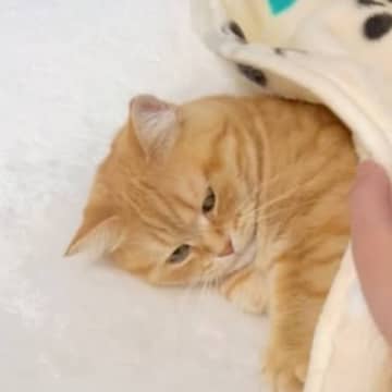 飼い主さんがそっと猫に『毛布』をかけてあげると…もん絶必至の『尊すぎる光景』が126万再生「なんて可愛いのｗ」「とっても幸せだね」