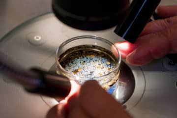マイクロプラスチック汚染が深刻な米沿岸部、住民に重大な健康リスクか　新研究