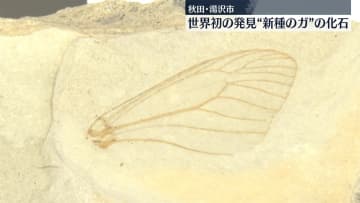 世界初の発見か　湯沢市で保存の「ガの羽の化石」新種と判明　秋田